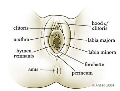 clit Vagina diagram