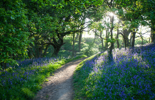 amazinglybeautifulphotography:Bluebells Woods, North Yorkshire Moors, UK [OC][1348 x 867] - EasyTigr