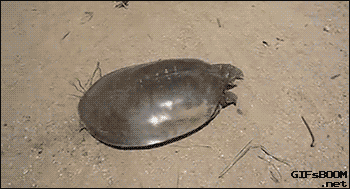 cornerstonedd:  gifsboom:  Super fast turtle. [video]  Yes 