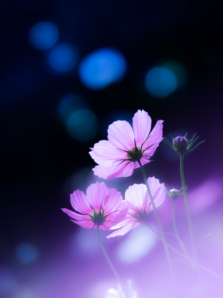 lifeisverybeautiful:cosmos via GANREF