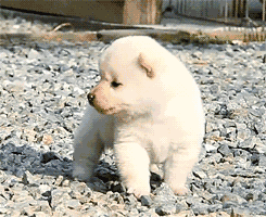 princessshibe:  cream shiba cuteness tho 