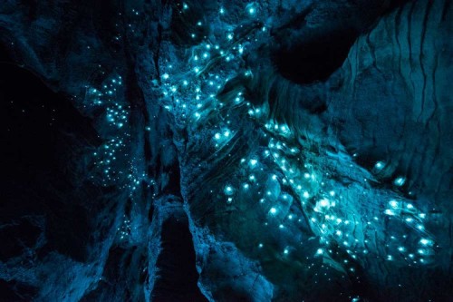 archatlas:  LUMINOSITY Joseph Michael   Arachnocampa luminosa is a species of glow-worm endemic to the island nation of New Zealand. These long exposure photographs were captured in a number of limestone caves in the North Island. The 30 million year