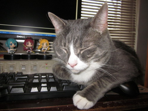 getoutoftherecat:  get off of there cat. your touch-typing is atrocious and i do not want to read yo