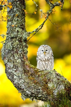 wonderous-world:  Ural Owl by Peter Krejzl