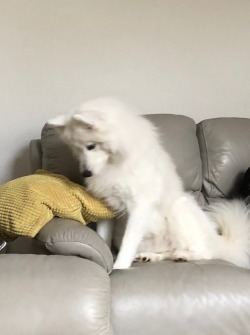 cloudthesamoyed:she thought nobody saw her