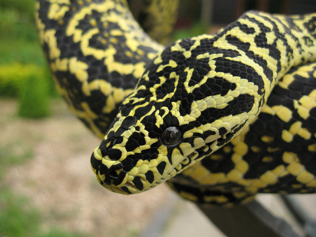 clockwork-serpent:  Zebra Jungle Carpet Python - User Char D @ Reptileforums.co.uk
