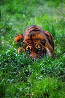 wolverxne:  Tiger - by: (Anita van Antwerpen)