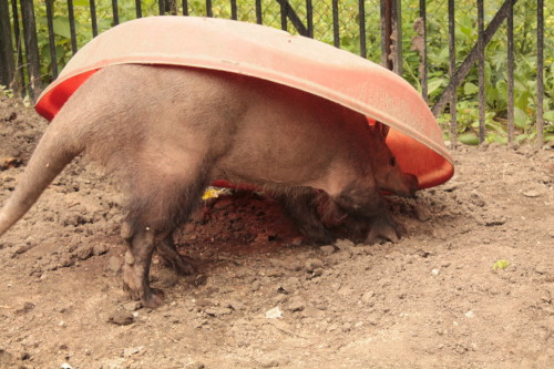 theoldestmanontmblr: This is Willy the aardvark who likes to pretend he is a turtle. The zookeepers 