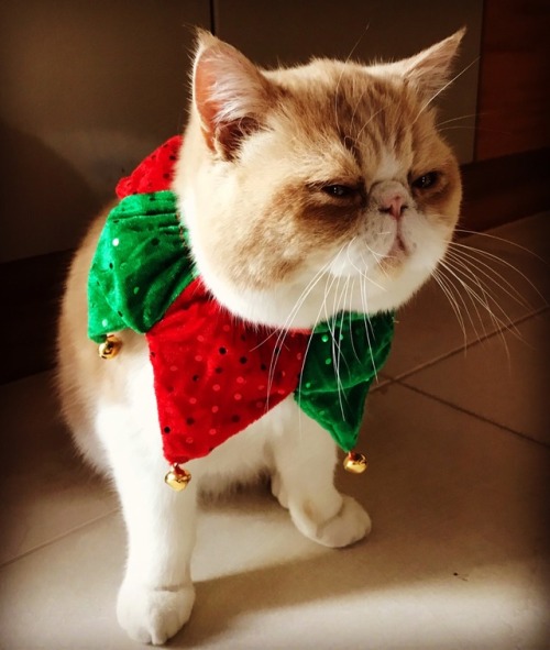 Boomba got a cute little Christmas collar!