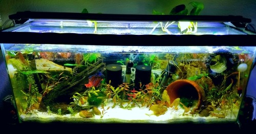 aquariumadventures:Finally planted all that red ludwigia I got on Sunday in the 7 gallon, and I’m li