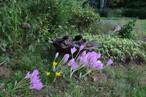 Fall prelude !These late summer, early fall flowering gems are Colchicum Rosy Dawn and speciosum wit