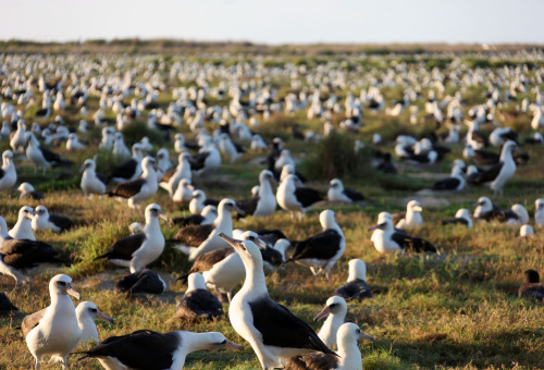 USFWS Pacific Region — North American Model of Wildlife