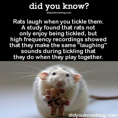 neuroatypically-speaking:did-you-kno:Watch the video and hear them laughing here ►►►►►►Rats laugh wh