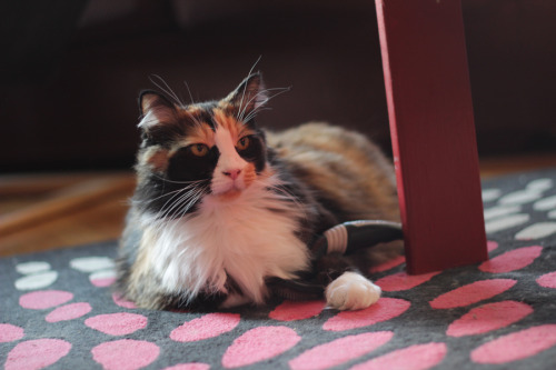 Vespa holding onto her favourite item in the world: her brush. Is that a hint, Vespa? 