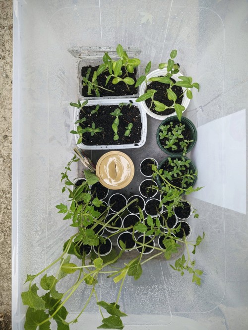 Surplus Seedlings In The 'Little Free Garden' Today Include: Cucumbers (regular & Miniature), Summer