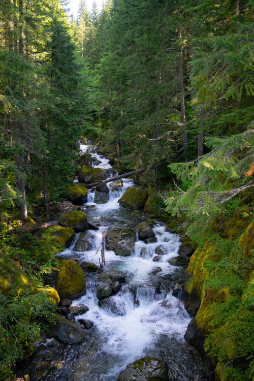 Cascades on Nickel Creek by Lindley Ashline