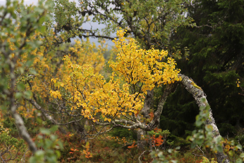 The September colours of Edsåsdalen in Jämtland, Sweden.