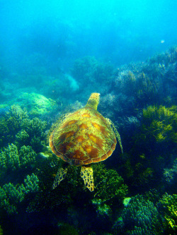 magicalnaturetour:  Sea Turtle by dbaist5