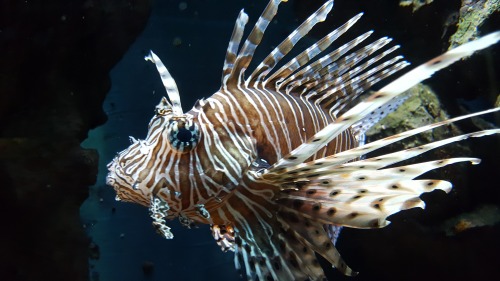 lionfish