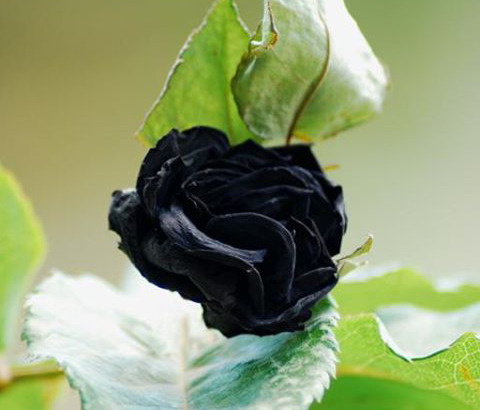 sci-universe:Roses, which appear perfectly black to the naked eye, exist in nature. They grow only i