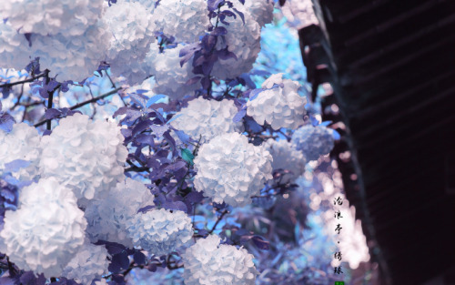 fuckyeahchinesegarden:Hydrangea in suzhou garden by 白墙下的花园