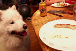 thefluffingtonpost:  PHOTO OP: You Gonna Finish That? Via chrissthegirl, inspired by Scout.