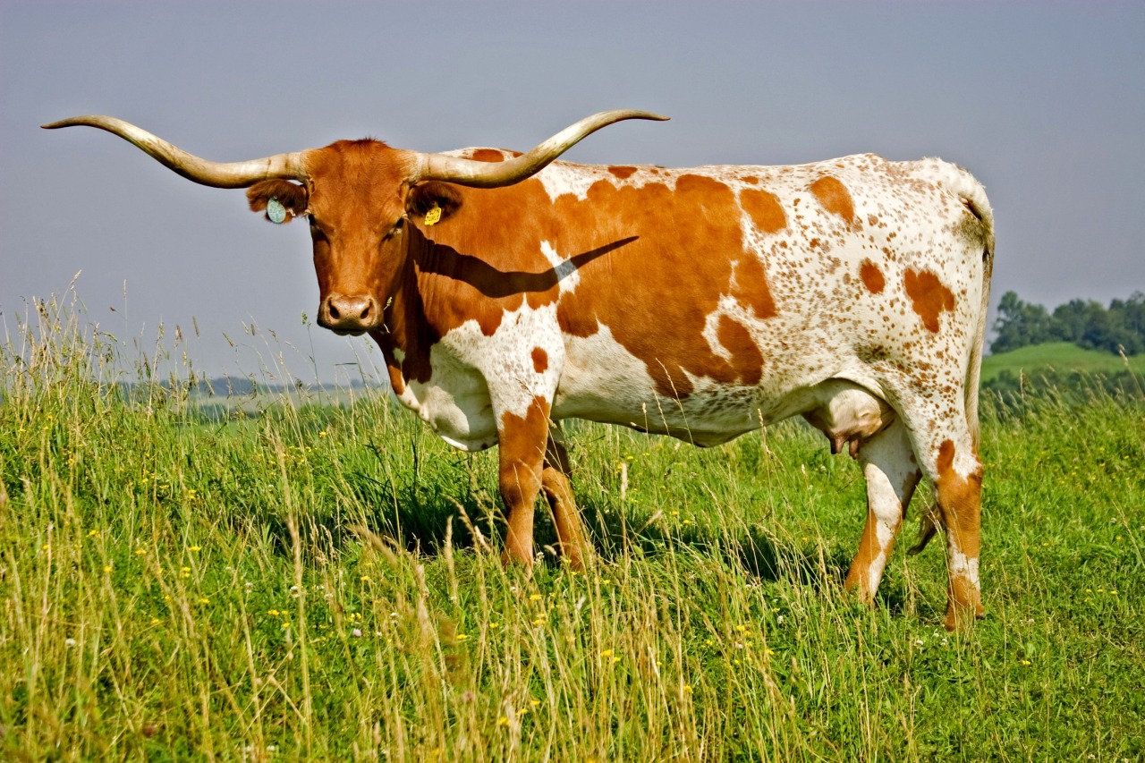 wapiti3: TEXAS LONGHORN CATTLE