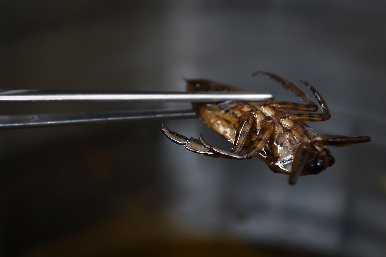 BICHOS GOURMET. Cocina con insectos en el restaurante Insects in the Backyard, que ofrece un menú completo a base de ellos. En Tailandia los insectos eran considerados un “plato de pobre” que se comía en el campo pero poco a poco se están abriendo...