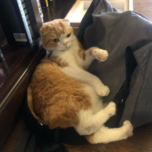 Side eye when your older bro is trying to eat you #ねこ#고양이 #gato #gatito #cat #scottishfold