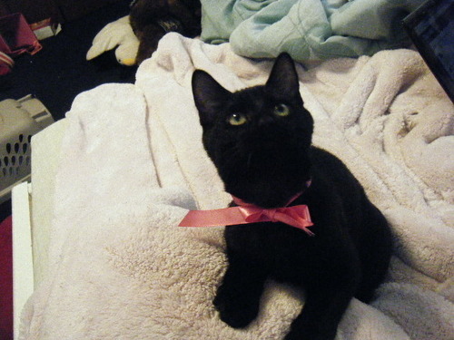 My new rescue kitten Luna (submitted by thecutestofthecute)