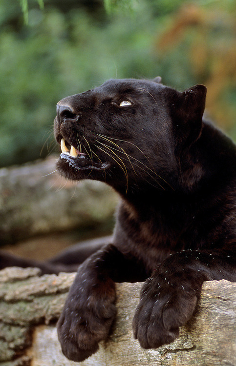  (via Black leopard (Panthera pardus), Africa, Asia, captive | Terry Whittaker Photography)