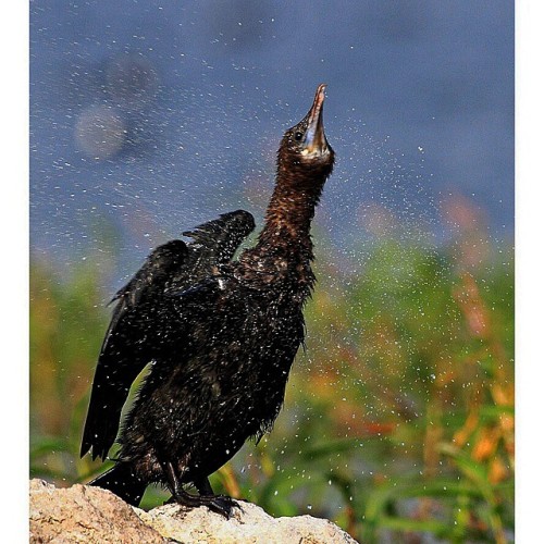 Little CORMORANT splattering :))) #bns_birds #bnsnatureshot #vq_birds #bestnatureshot #all_mighty_bi