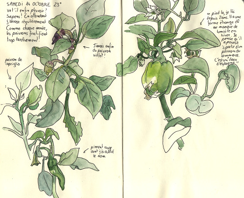 Some Pages From My Gardening Sketchbook.