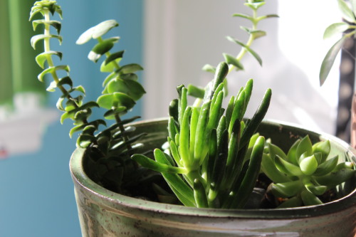 carbon-dio-xide:today I stole all my family’s plants and used them to make a desk jungle. then I too