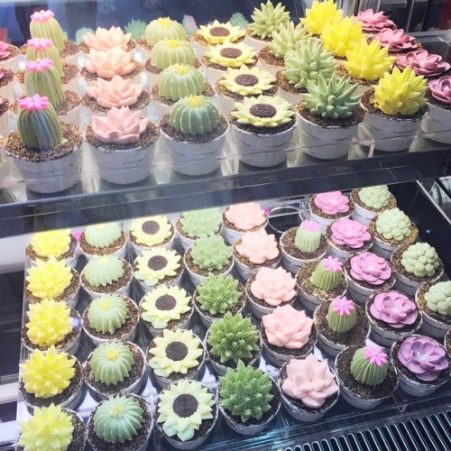sharodactyl:  My mom loves cacti so I had to take her here!!! They make #cupcakes that look just like #cactus!!