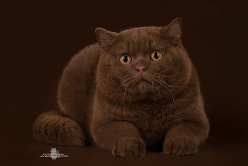 pudgykitties: scottishstraight:Chocolate with Brandy Chocolate chonk “Perhaps it is YOU who is