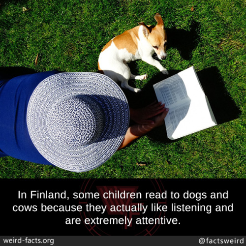 mindblowingfactz:In Finland, some children read to dogs and cows because they actually like listenin