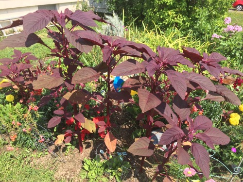 These plants in my nana’s garden are 4 feet or so tall, she did not plant them, has no idea wh