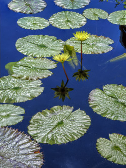 joselito28:  3leapfrogs20: brucelewisphotography:  Water Lilies at Longwood   ::|:: •=• •=• •=•www.3leapfrogs20.tumblr.com  👇 Visit and Follow www.joselito28.tumblr.com 👆