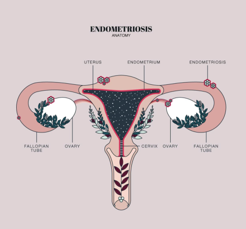 themedicalstate:Anatomical Illustrations by Duvet DaysAn organization that uses design to create awa