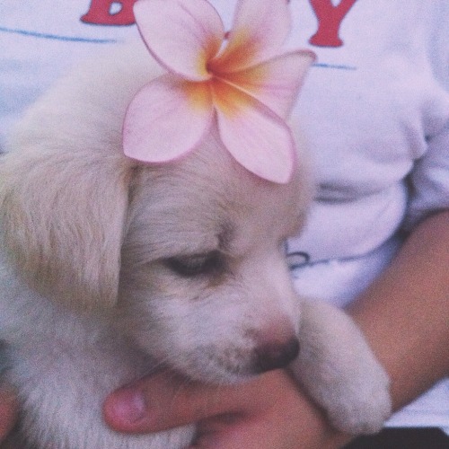 My Dog Being An Artsy Cutie Omygod