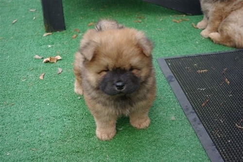 chow chow small puppy