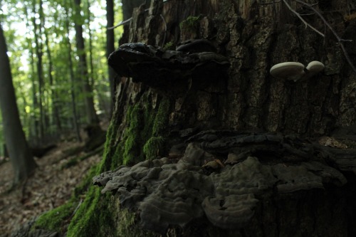 nicchessa: Mushrooms are so pretty! And I found a lot of them today