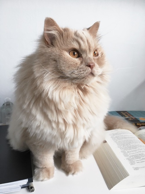 michellenstudies:18/02/2019finishing up my literary analysis and sammy decided to join in again!