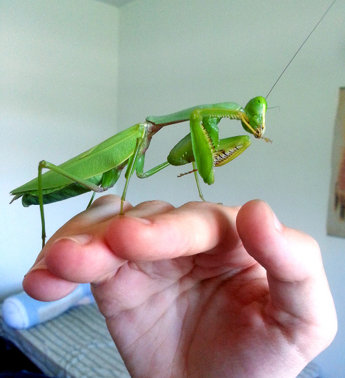 kittenpawprints:  hexapodkittens:  Noi, my Rhombodera sp molted to adulthood, and she’s kind of amazing.She measures approx. 5 inches, and feels like she weighs a pound lmao She’s the largest mantis I’ve owned yet–both in length and in..mass.