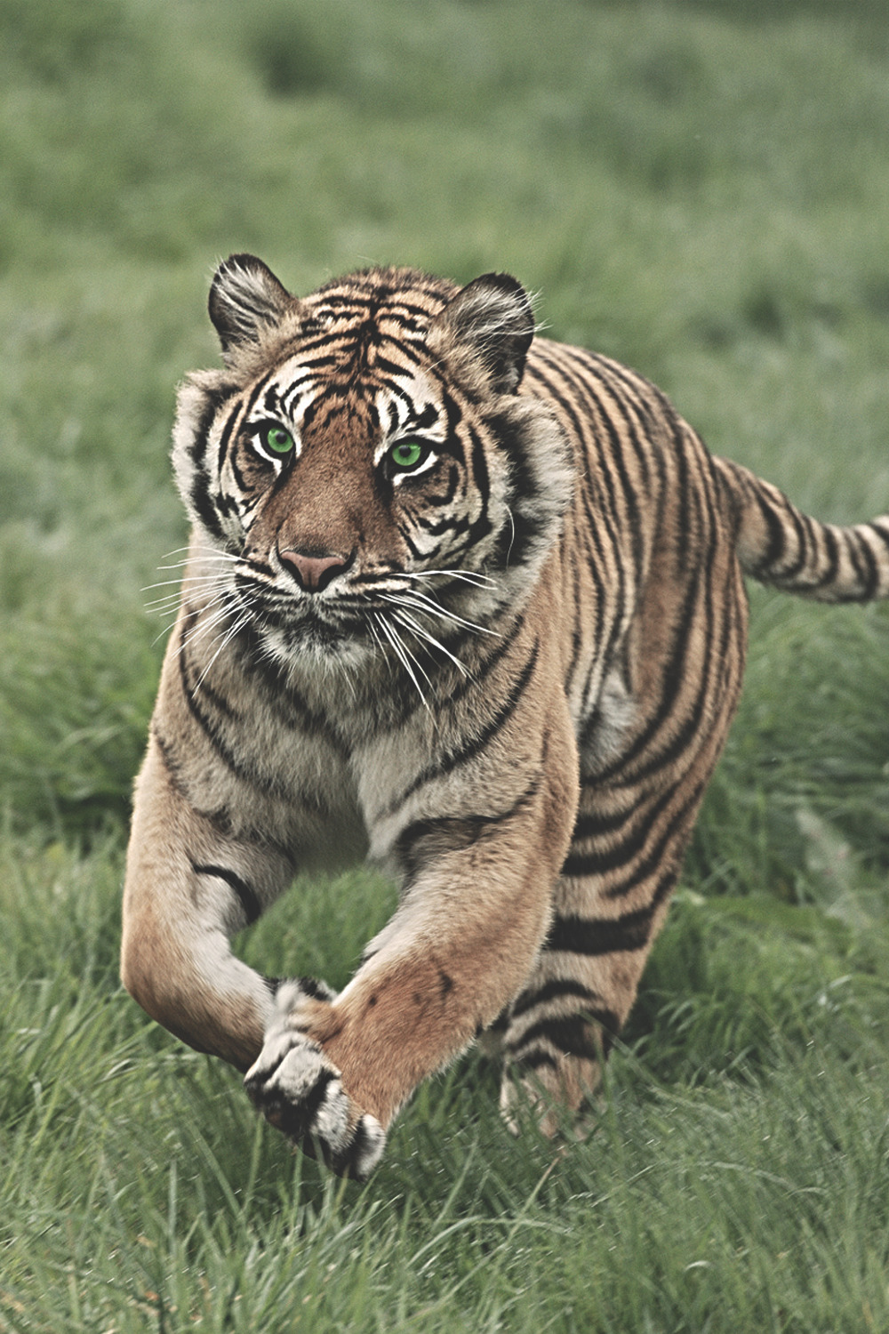w-canvas:  Amur Tiger by Colin Langford 