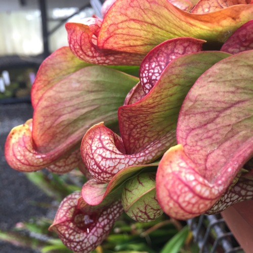 While it certainly looks like a Sarracenia, psittacina does stand out amongst its brothers and siste