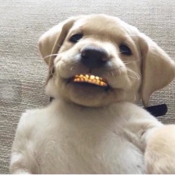 phonesignal:  Told the vet I’m a healthy pup i eat pedigree 