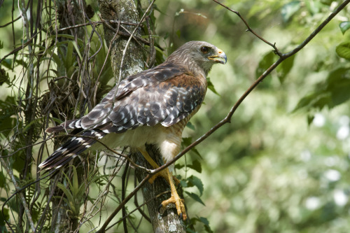 Scenes from the Southern bottomlands