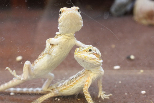 bettatalk: Best buds!(Baby beardies at my Petsmart- super cute! the one on the left ran right up and